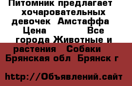 Питомник предлагает 2-хочаровательных девочек  Амстаффа › Цена ­ 25 000 - Все города Животные и растения » Собаки   . Брянская обл.,Брянск г.